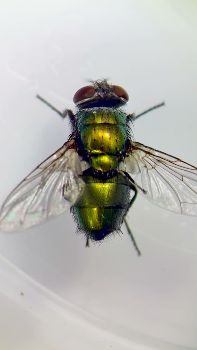 This insect can help solve serious crimes