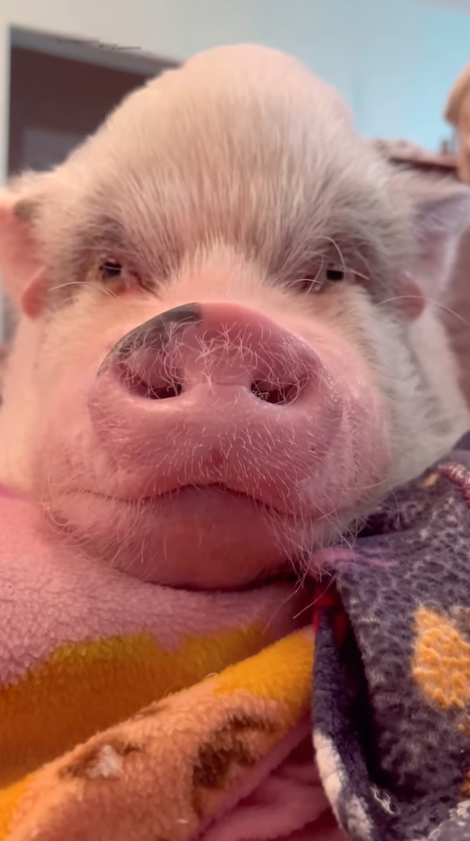 Rainbow the pampered pig is living the sweetest life