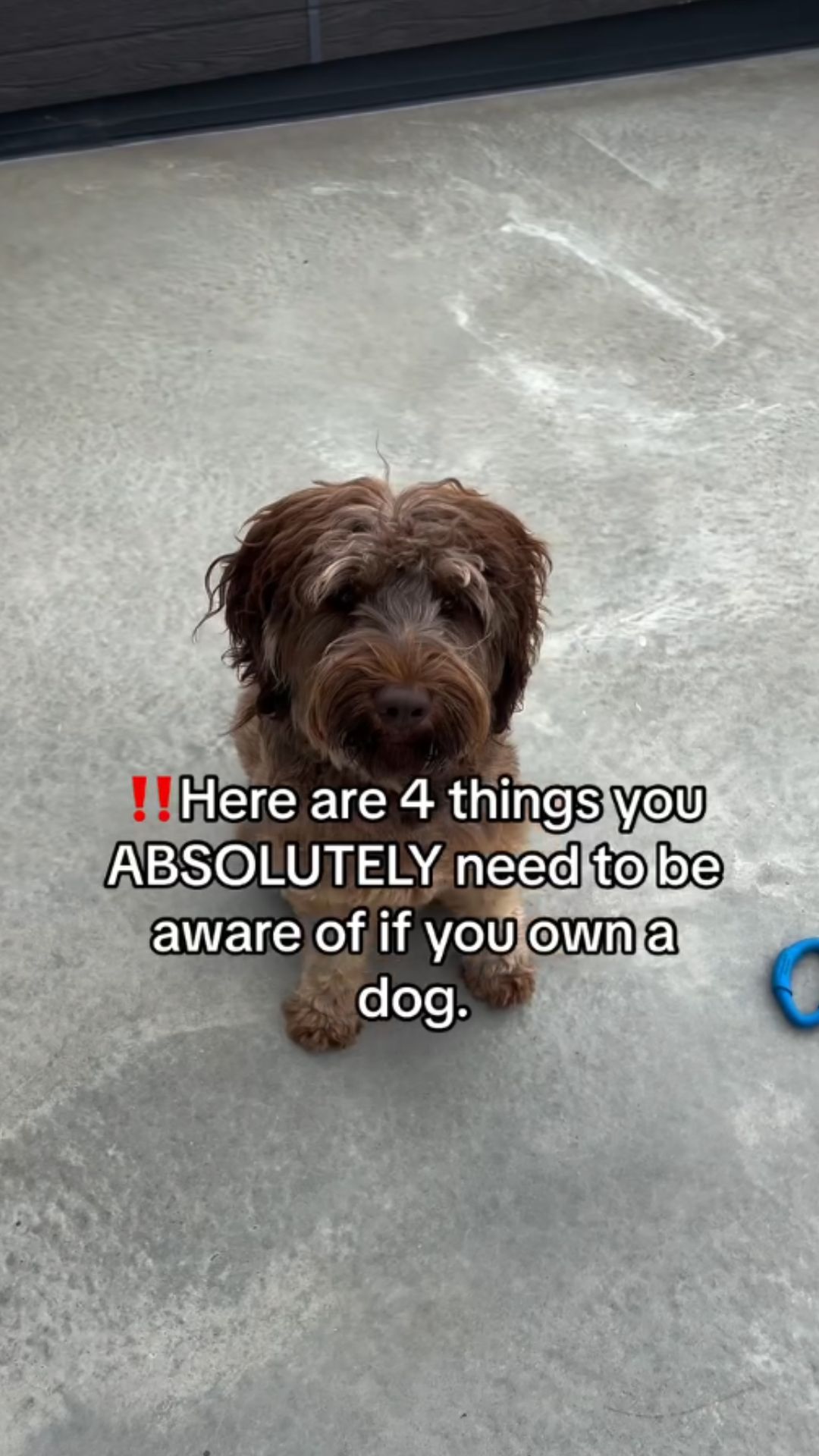 Essential pet safety tips for responsible dog owners