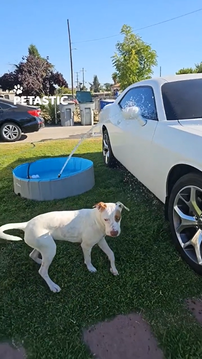 Dog’s funny water hose reaction steals show