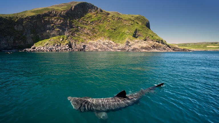 An up-close encounter with giant sharks in Ireland