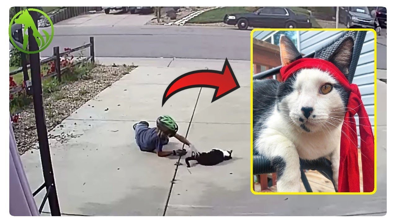 Boy caught on camera playing with neighbor’s ‘misunderstood’ cat