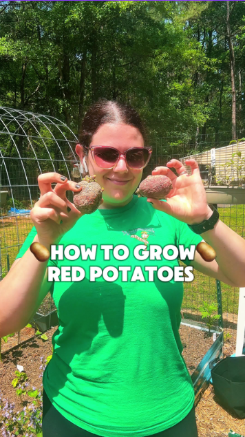 The benefits of growing potatoes in grow bags