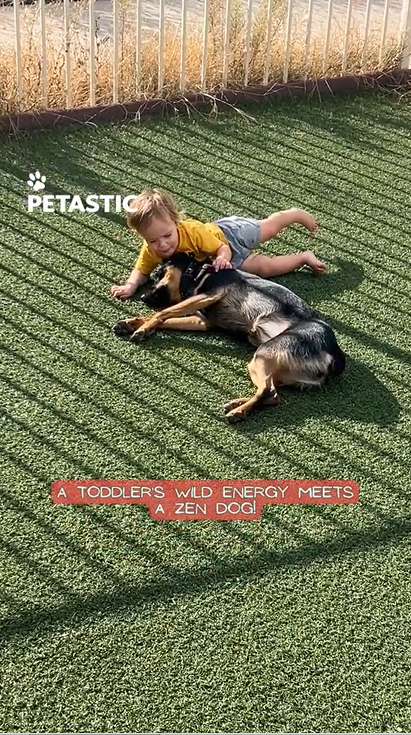 Young child engages playfully with calm canine companion