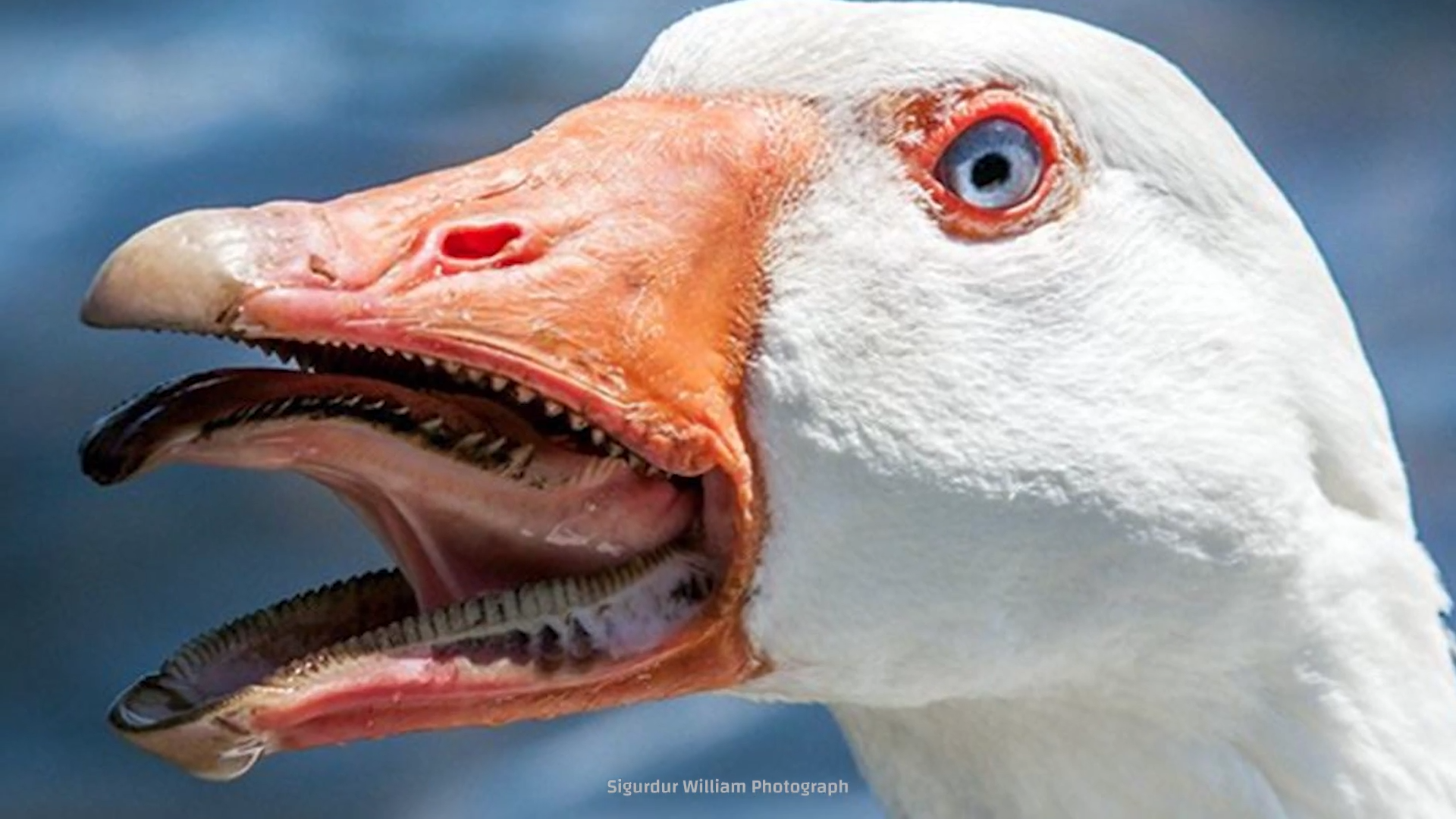 This goose has teeth on its tongue... and they're designed to tear
