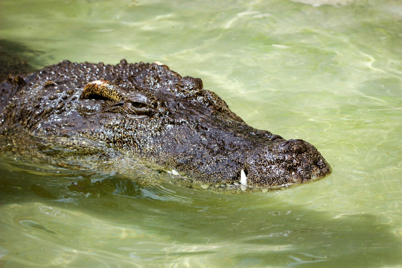 How to CT scan a 400-pound crocodile