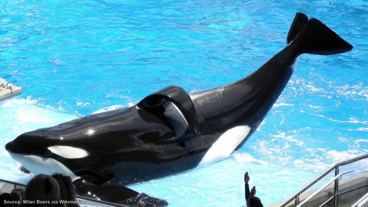jessica radcliffe orca attack Image 7