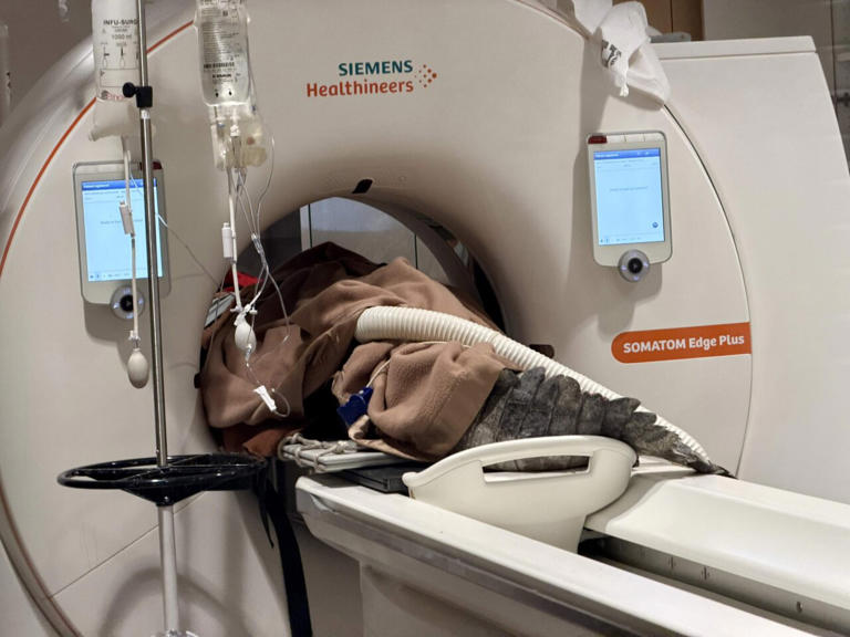 How to CT scan a 400-pound crocodile