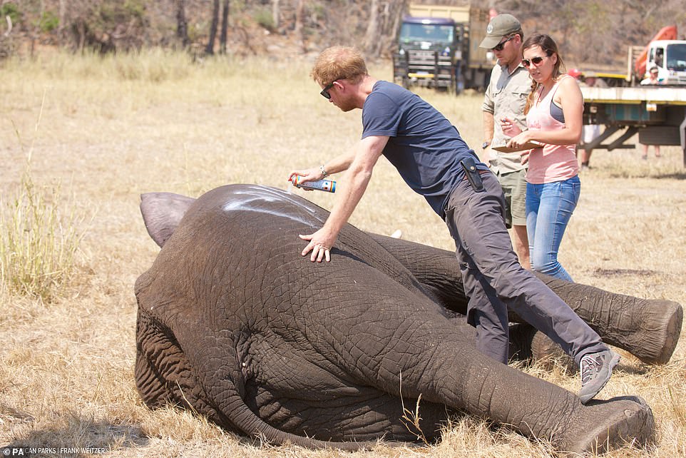 Prince Harry quits African Parks after abuse claims against rangers