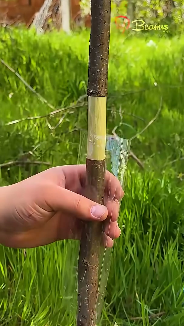 Simple air layering method using water #easy #airlayer #water #trick
