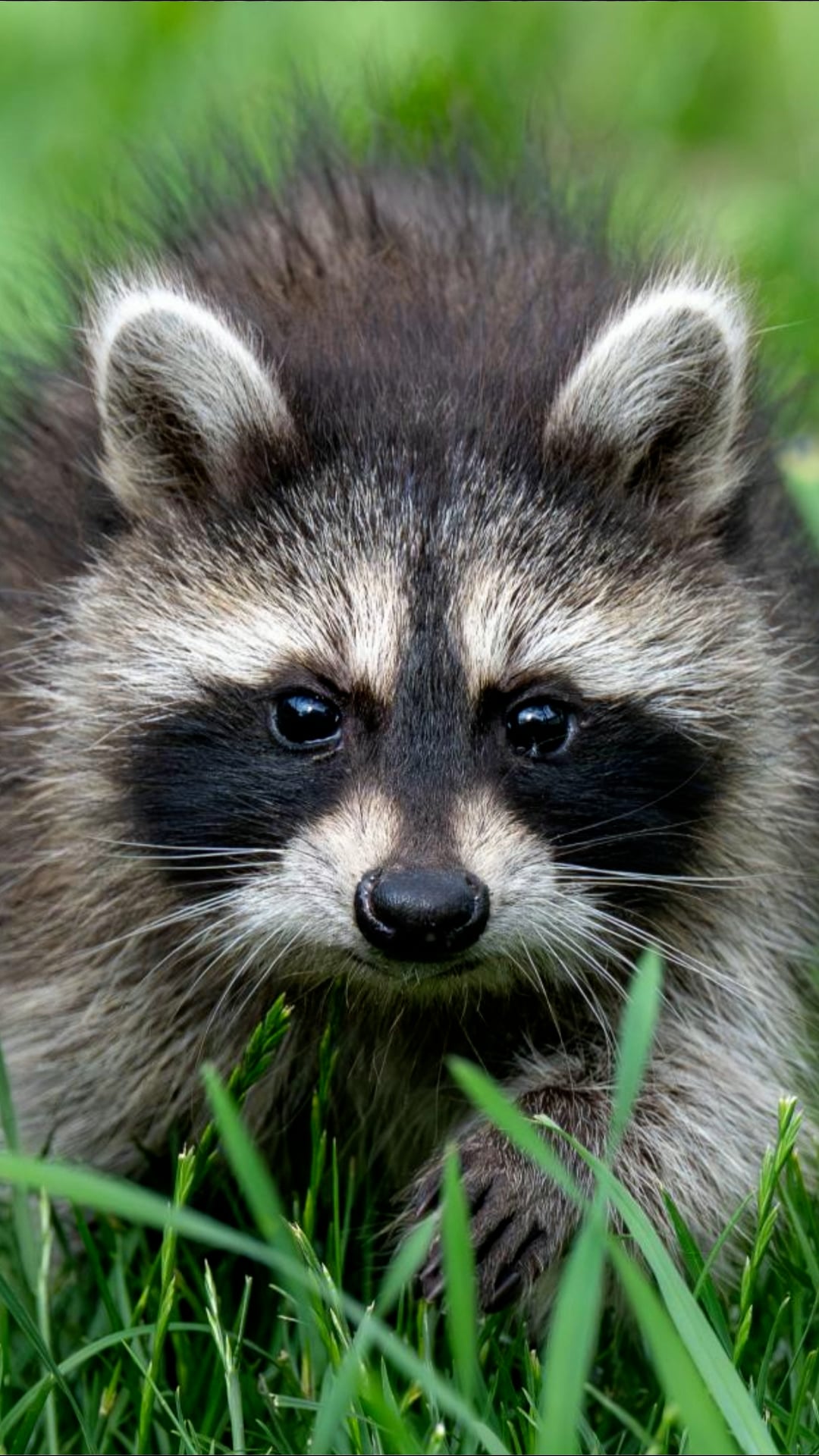 How to keep raccoons out of your yard without harming them