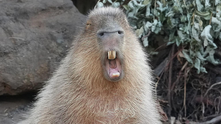 capybaras-and-penguins-among-10-000-animals-put-on-scales-for-london