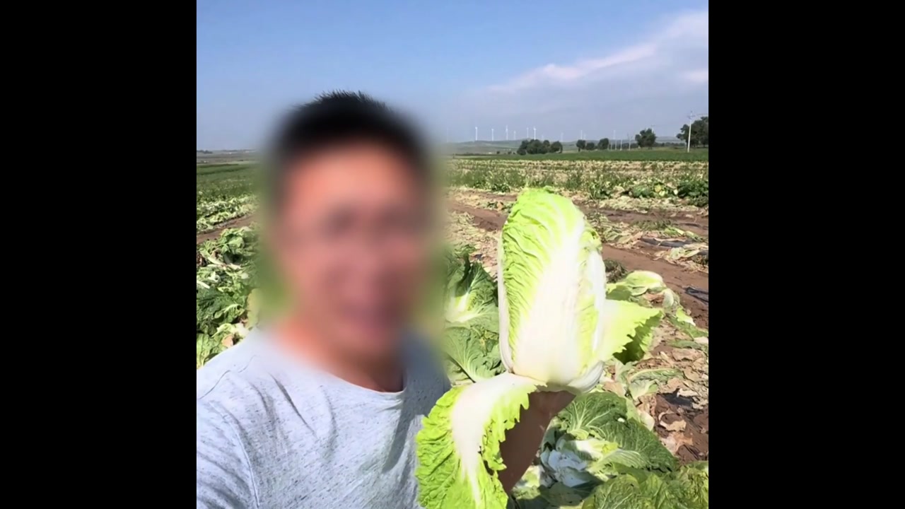 중국 '포르말린 배추' 파동...특별 표본 조사 착수