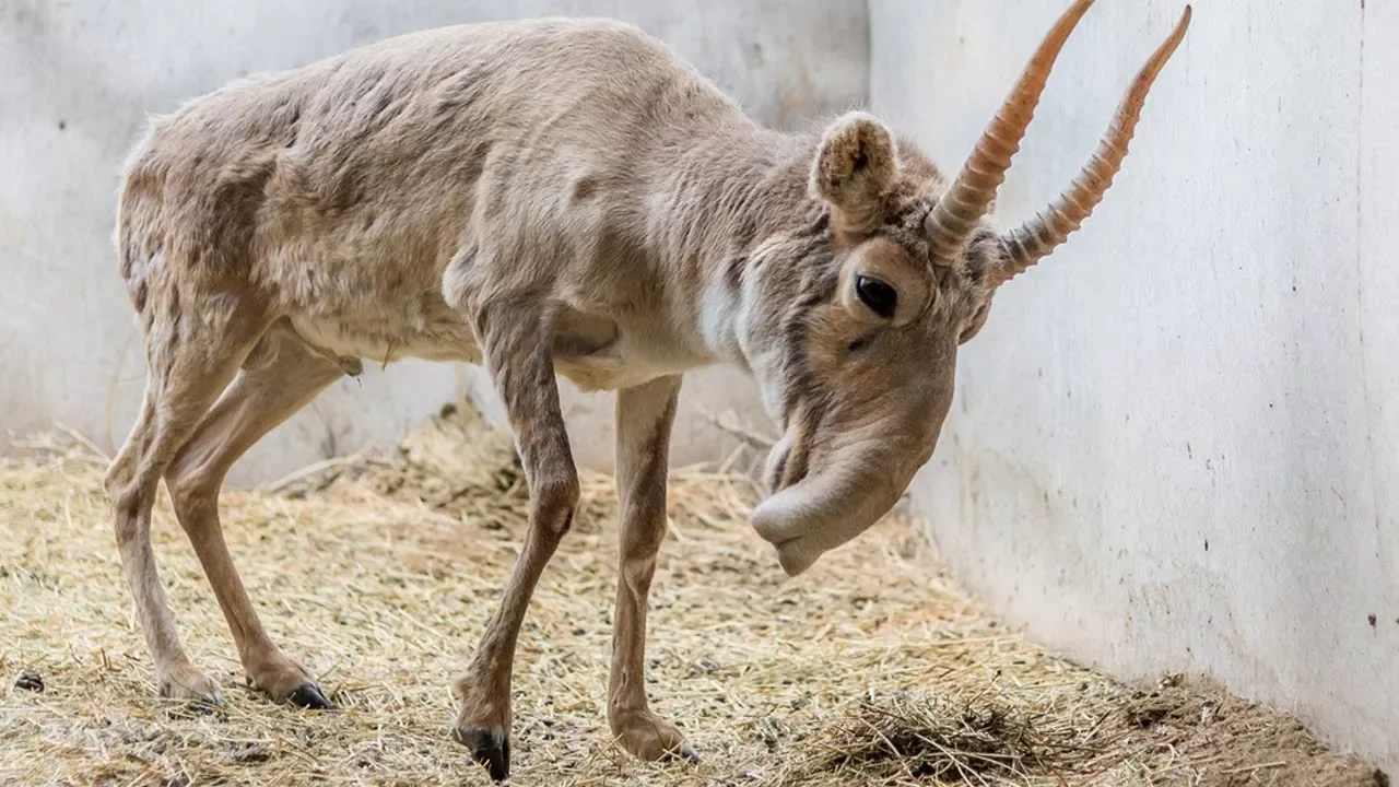 25 extraordinary animals that look almost too strange to be real