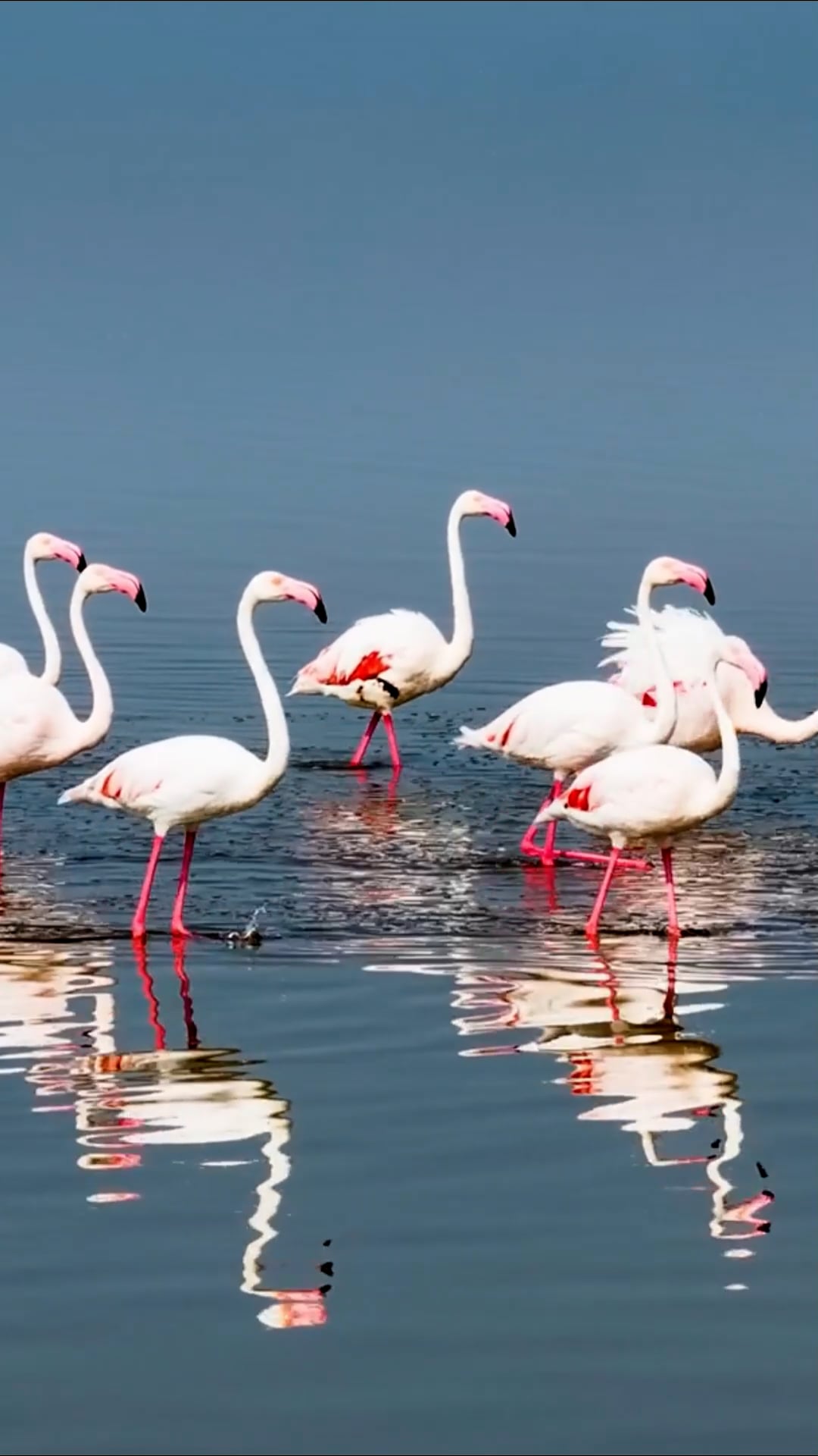 Flight of the flamingos: Nature’s pink spectacle