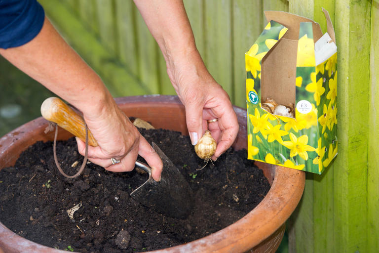 It’s almost time to plant spring bulbs – or is it?