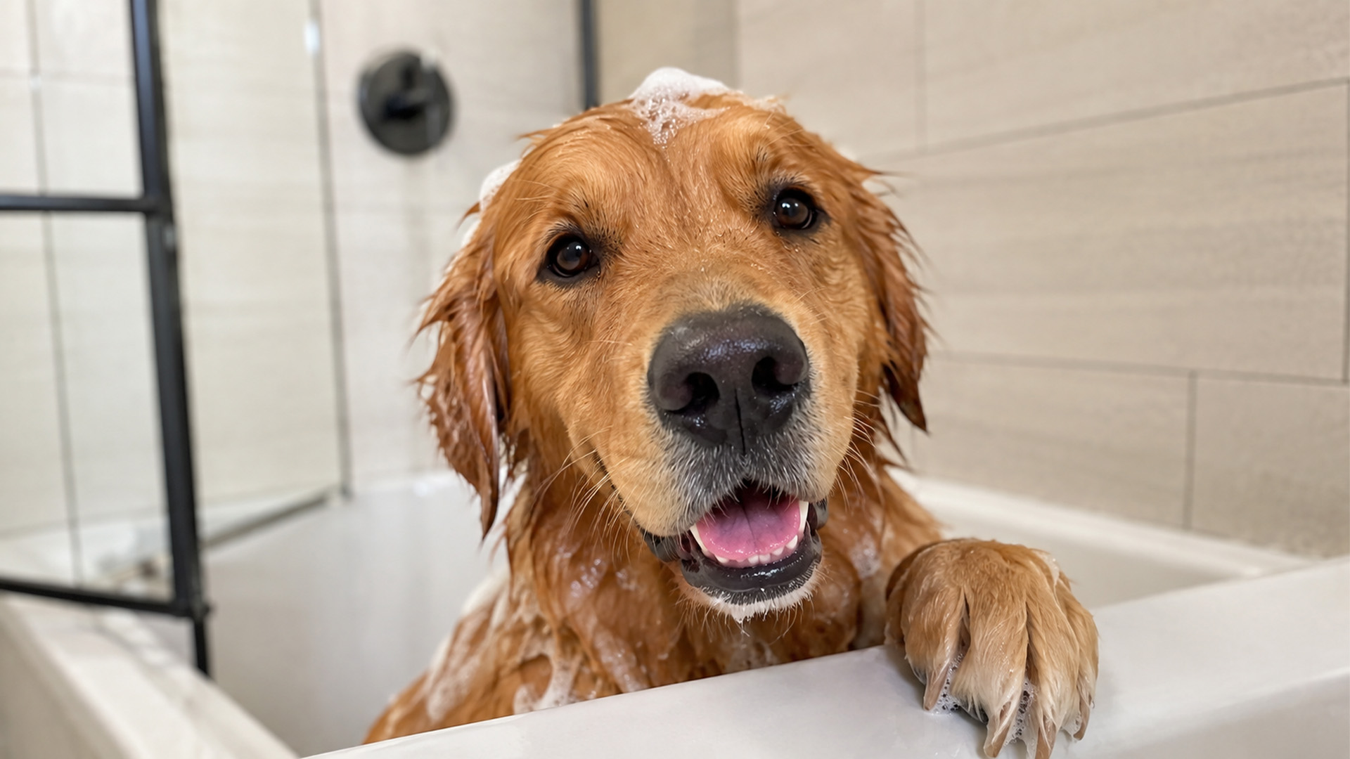 Golden retriever gives important bath instructions