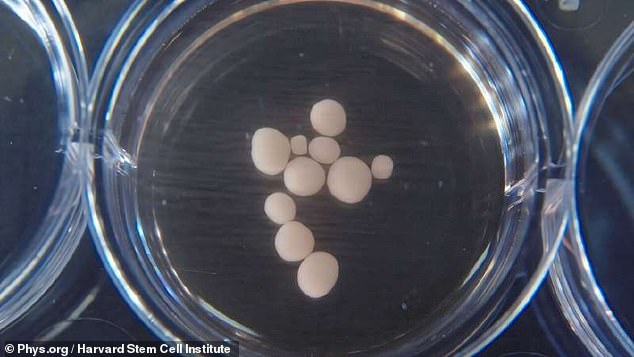 World's oldest lab-grown human brains turn seven - and they may have recorded the passage of time