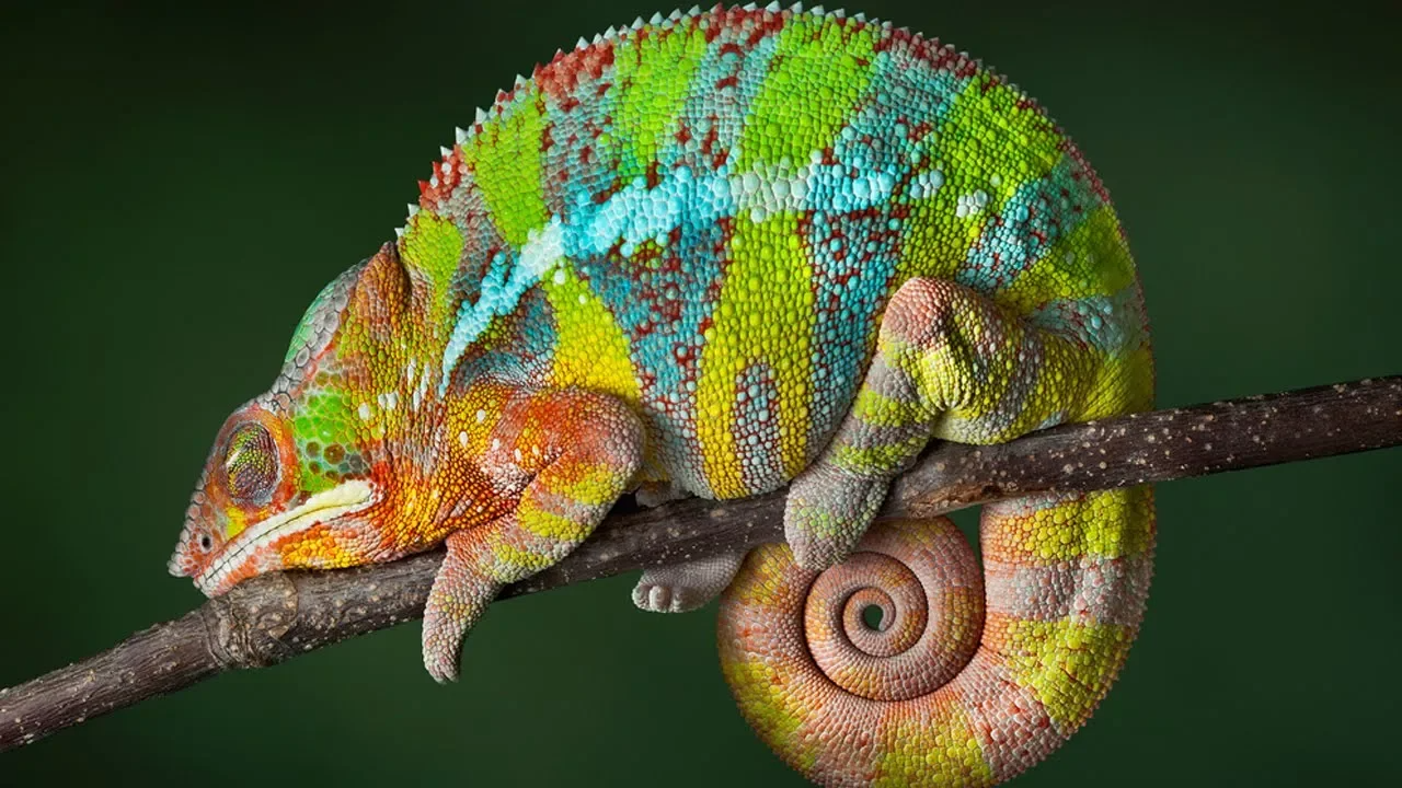 25-strange-sleeping-habits-from-across-the-animal-kingdom