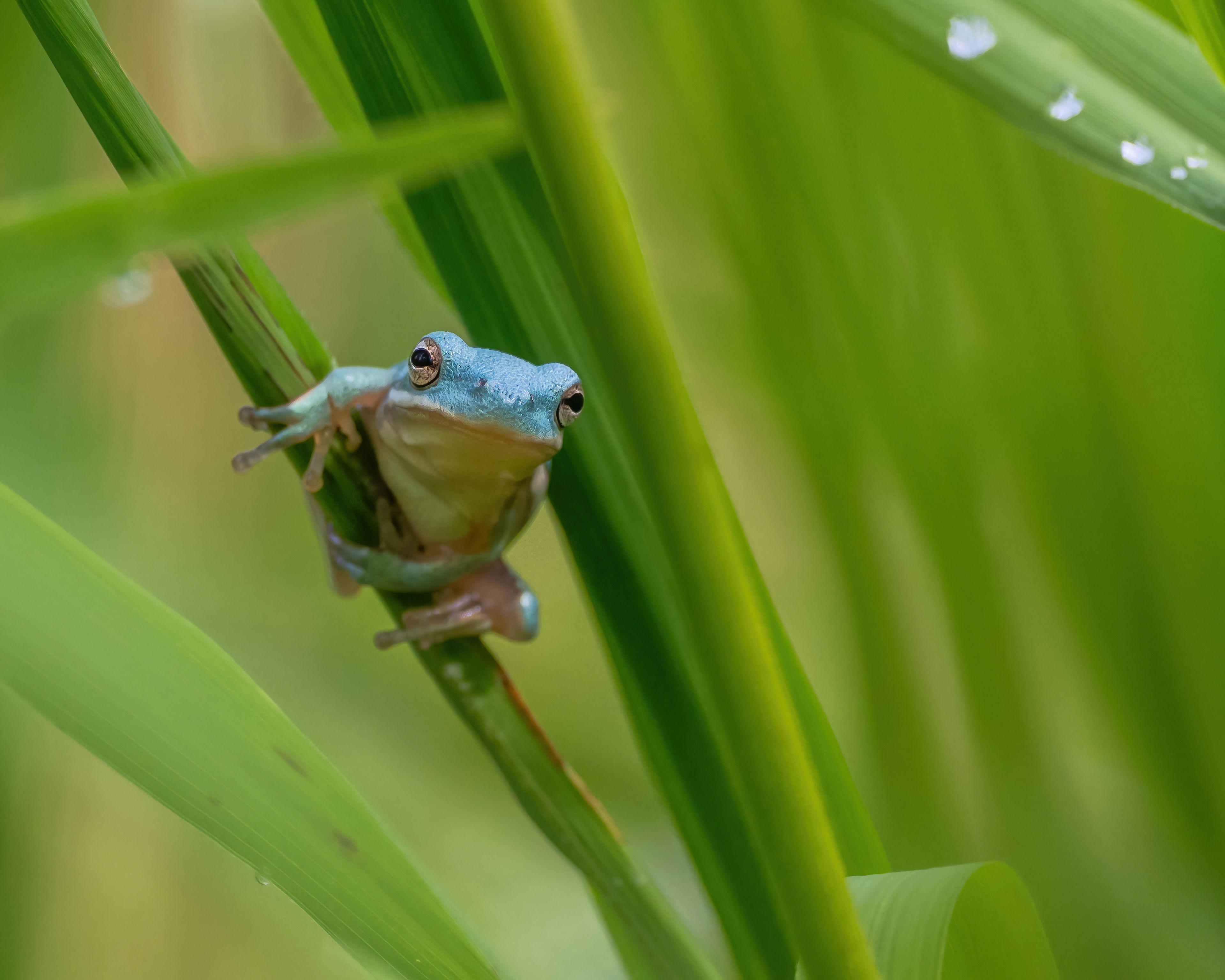 A rare blue tree frog is drawing loads of spectators to a Virginia park