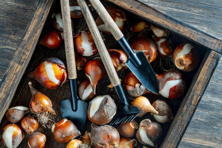 It’s almost time to plant spring bulbs – or is it?