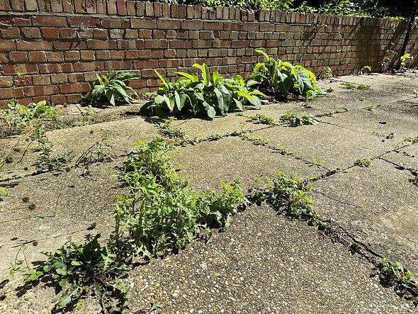 Weeds will die and not return if you use 1 item everyone has - not salt ...
