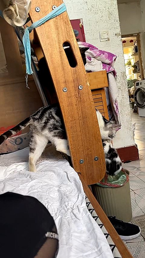 Mama cat accidentally drops kitten into trash can