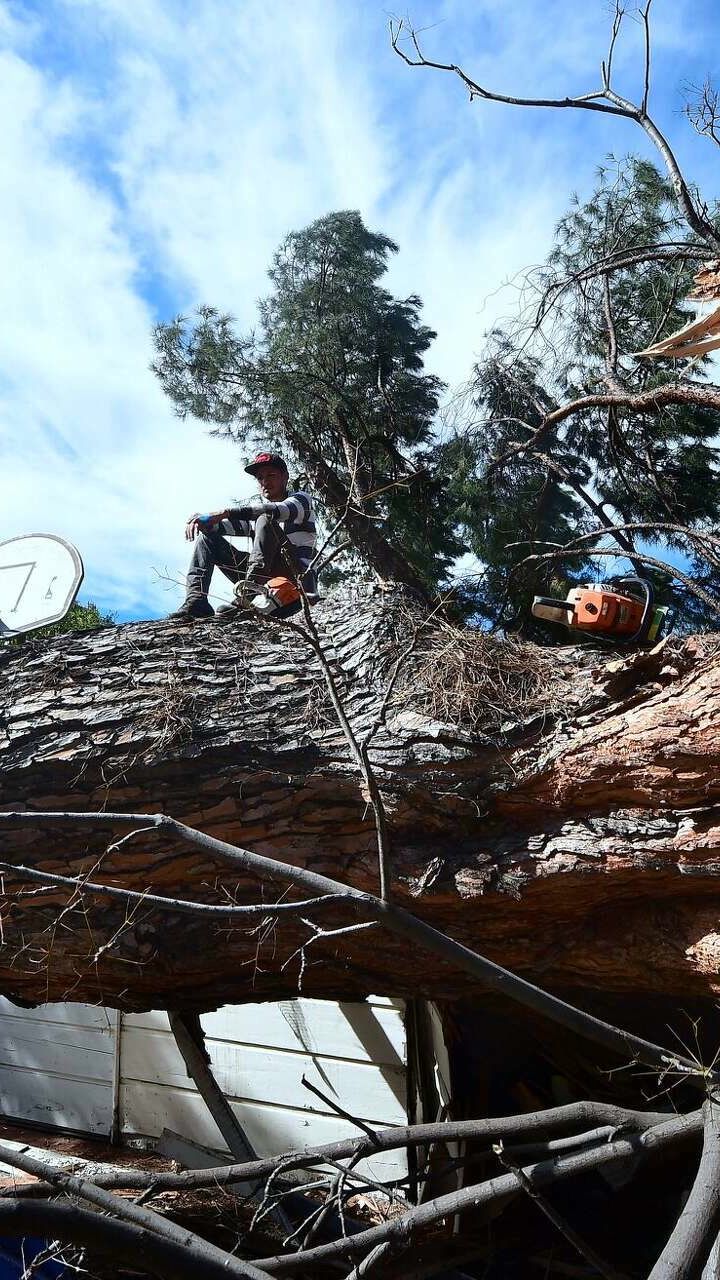 Neighbor's tree crossing your property line? Know Texas rules