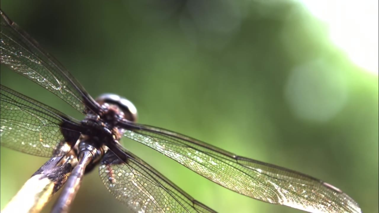 Watch this 50+ km/h predator intercept its prey in midair