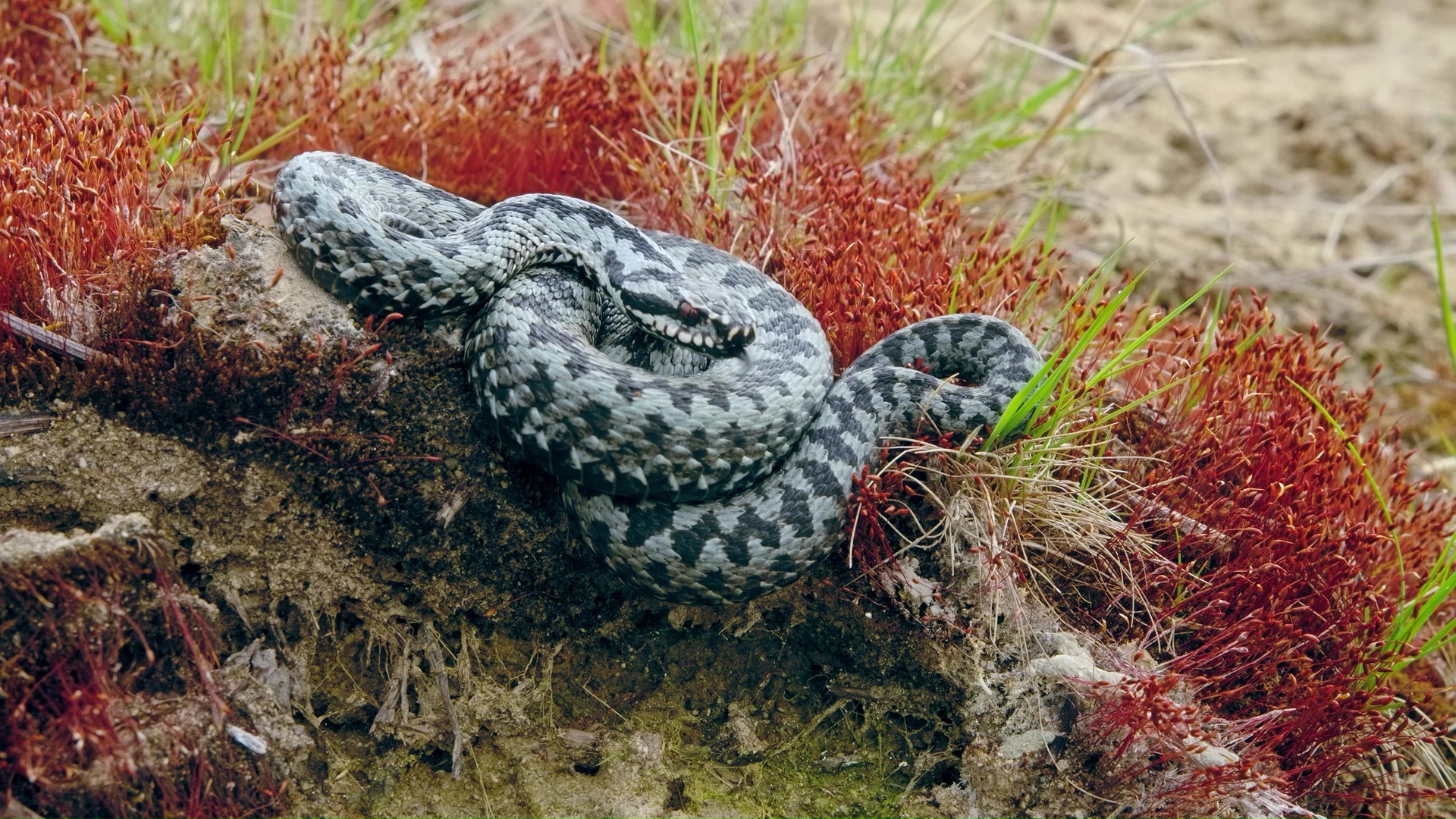 A common adder blending into its natural habitat