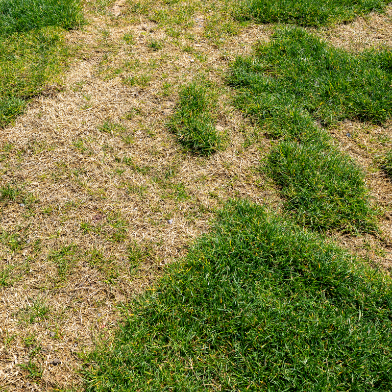 3 things to do to your lawn before it rains to help it bounce back
