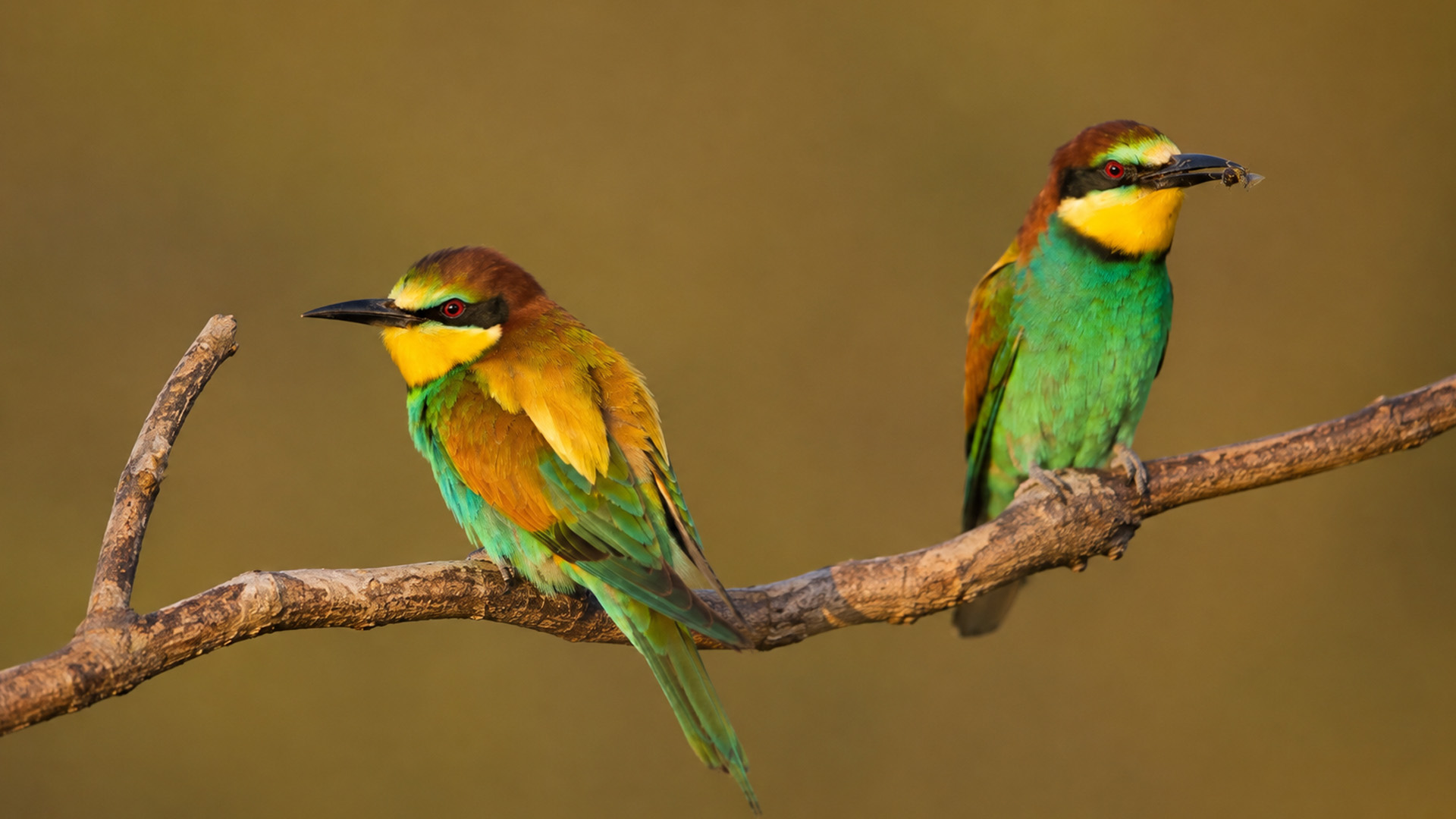Hidden camera records colorful bee-eaters at close range