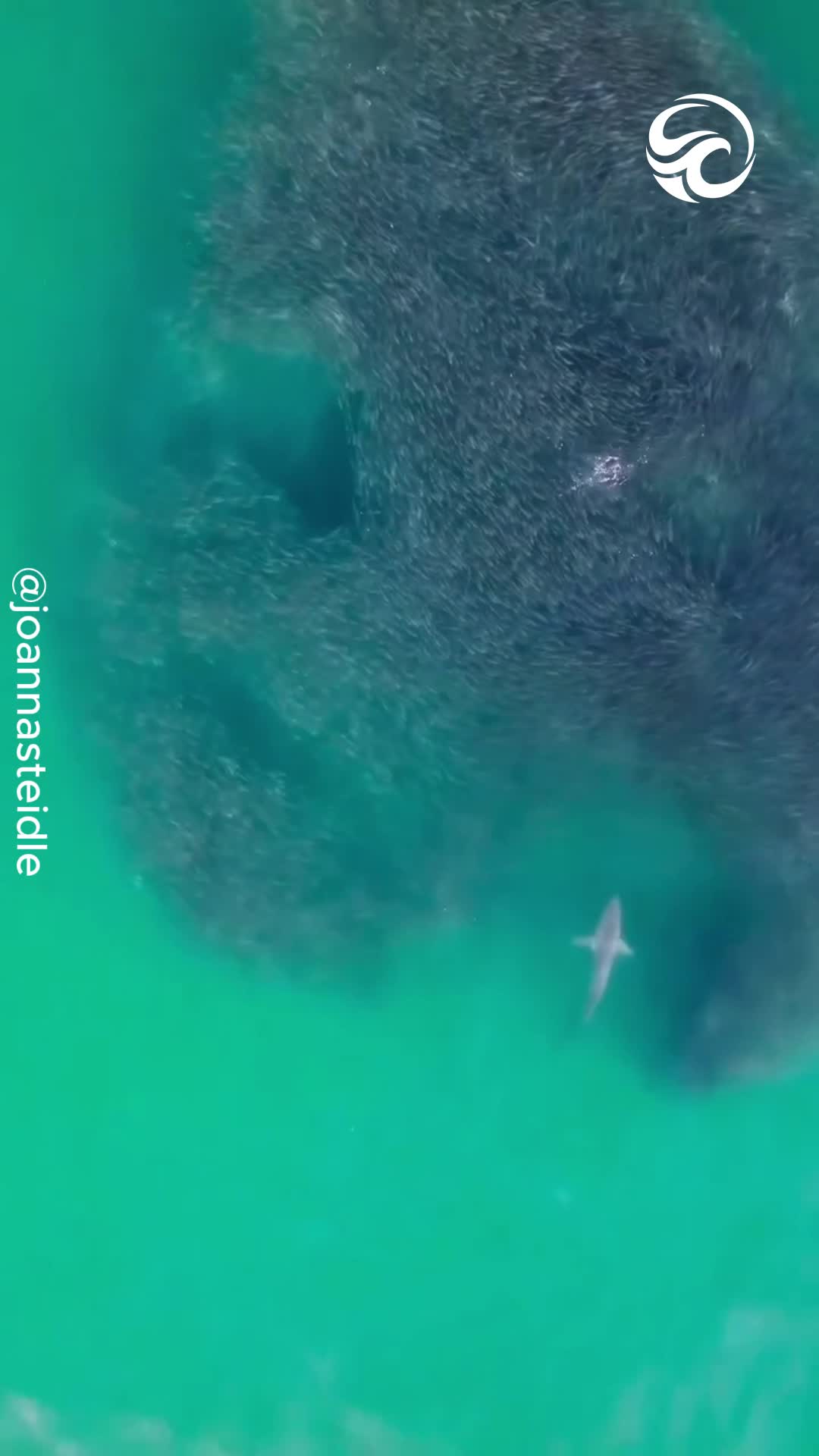 Drone captures shark cutting through massive school of fish