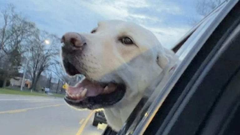 Labrador retriever can't stop jumping for joy after hearing the word 'ride'