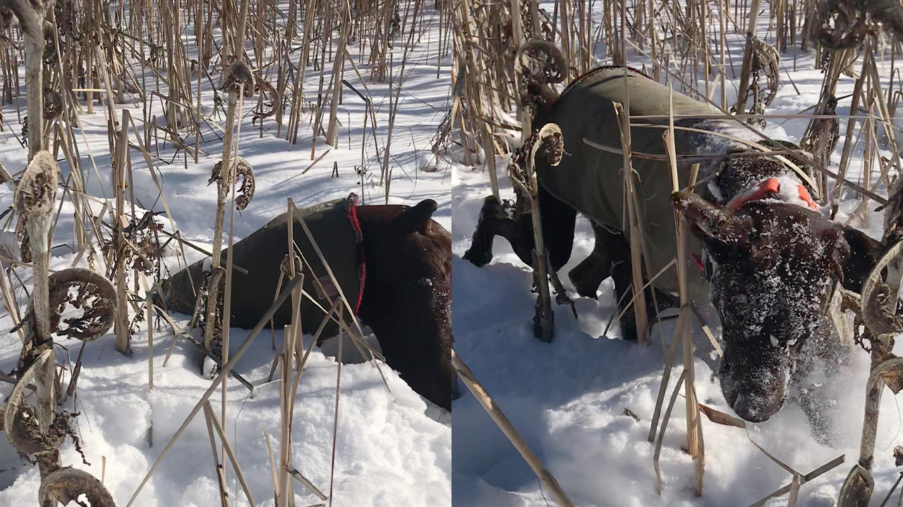 Determined hunting dog searches for game in snowy terrain