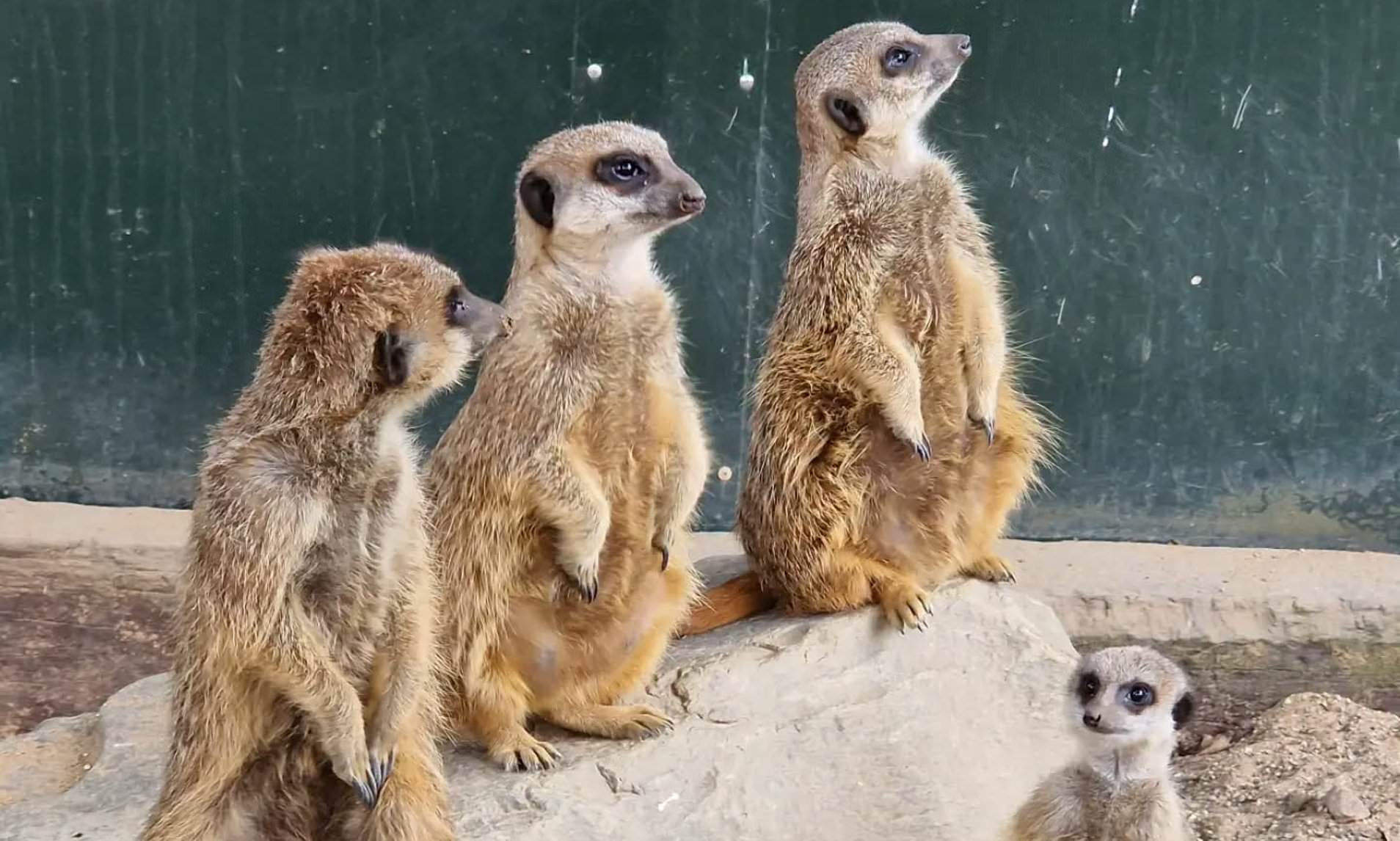 Beloved meerkats - including pregnant mother - die at UK wildlife park after tunnel collapse