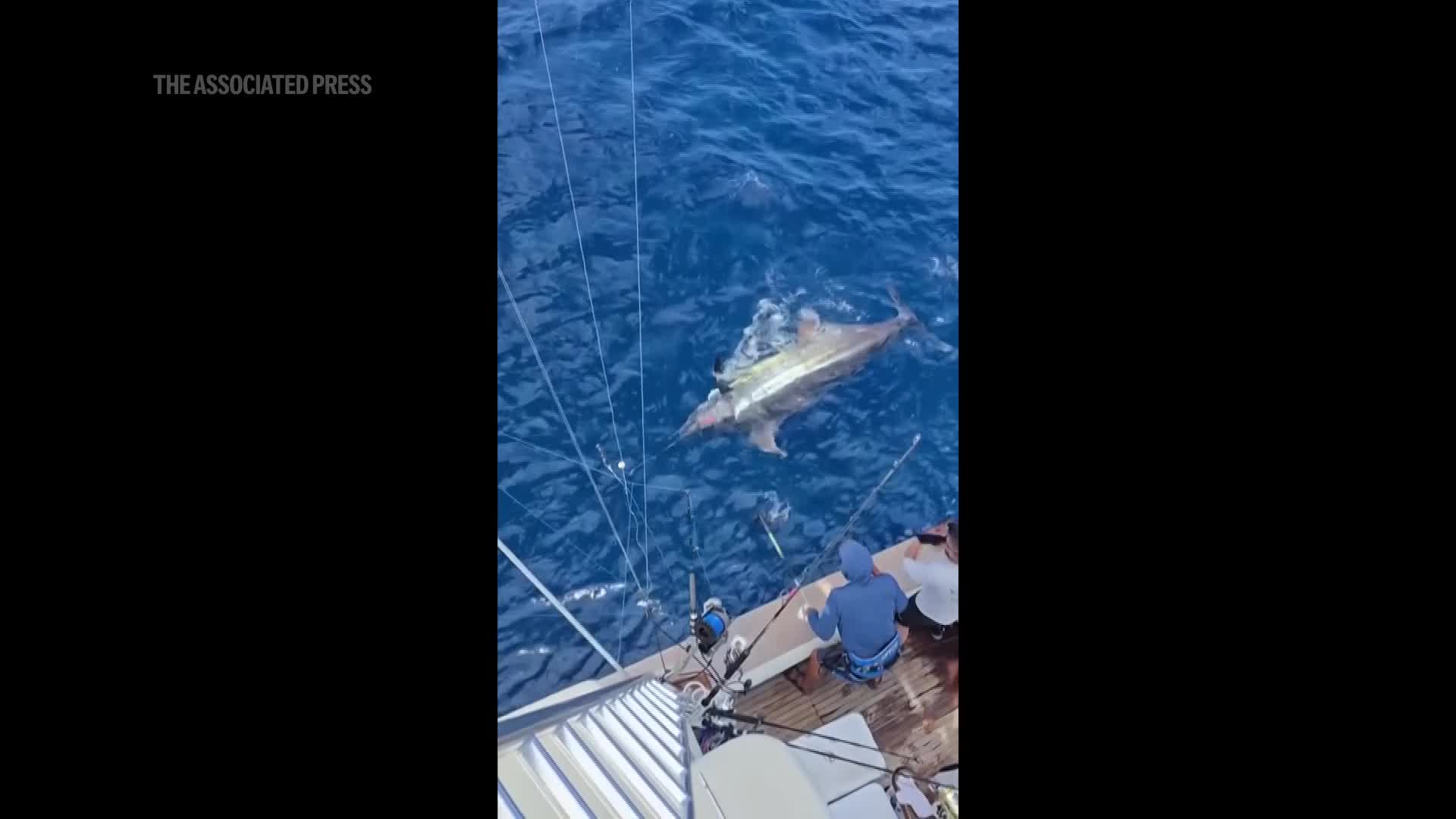 Largest fish ever caught on the East Coast? (Damon Sacco via AP)