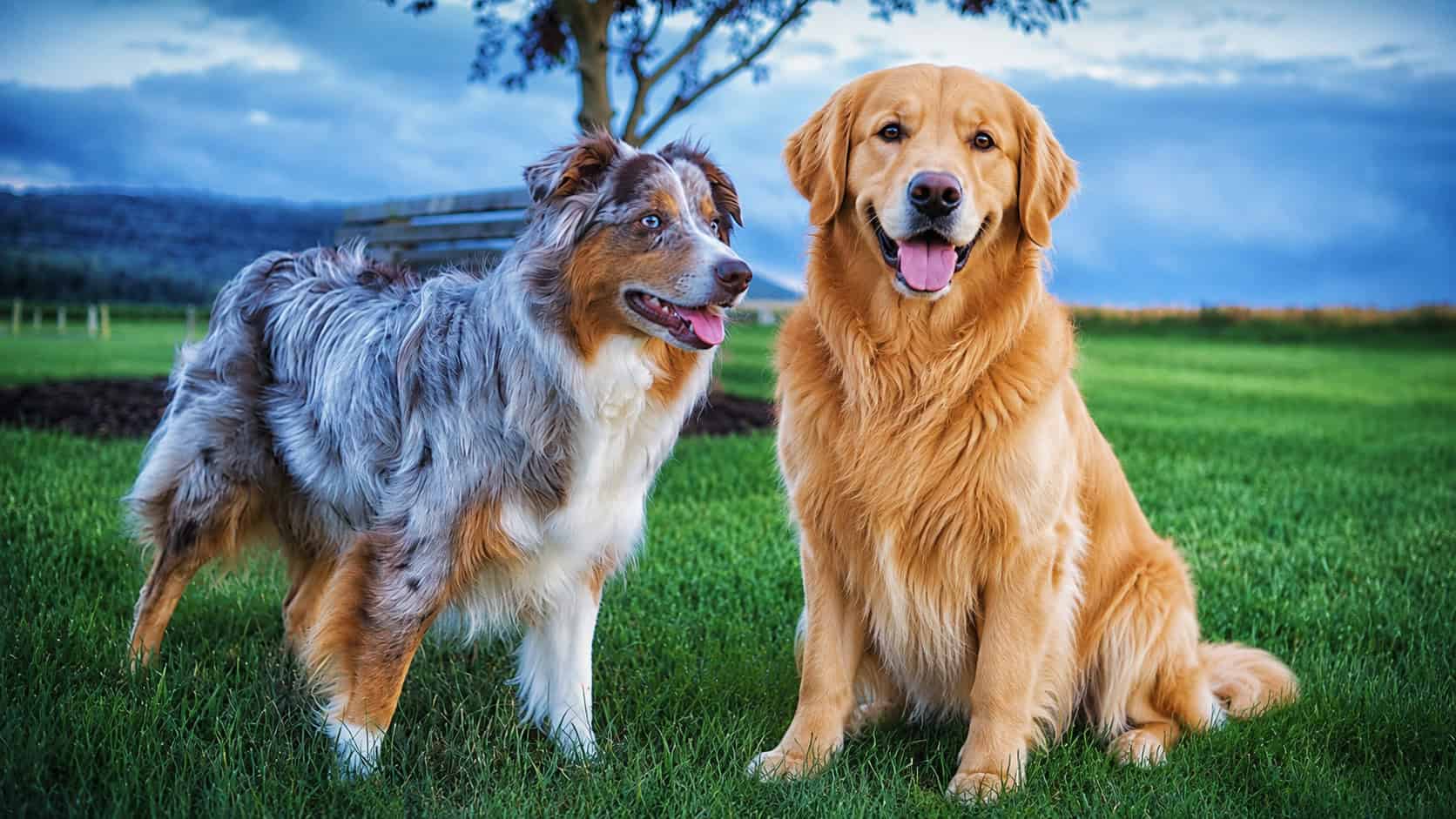 10-dog-breeds-seattle-loves-just-in-time-for-international-dog-day