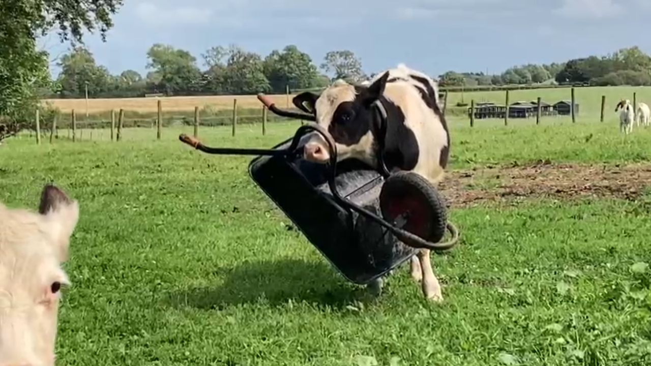 Hilarious cow captivates attention while sporting a wheelbarrow