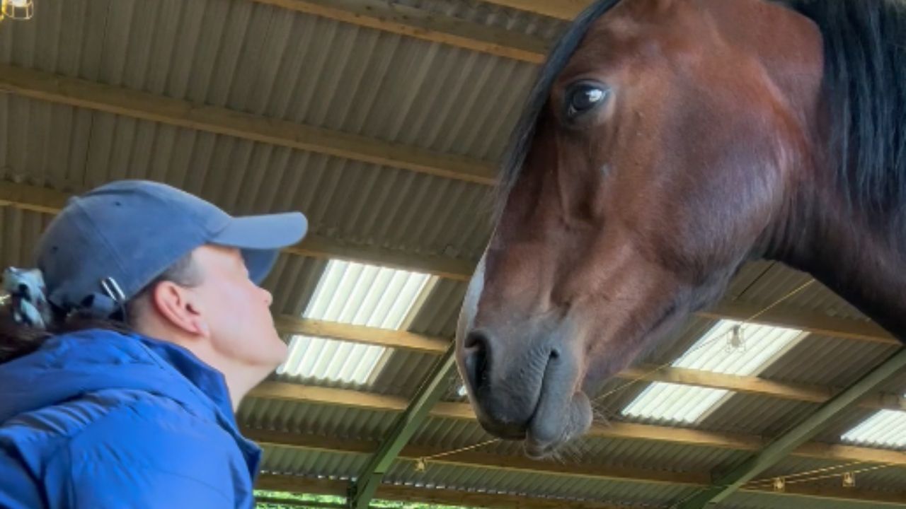 Heartwarming moment: Horse with a difficult past finds solace with ...