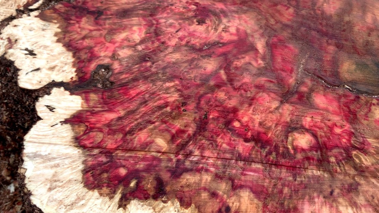 Maple log reveals a striking blood-red interior hidden inside