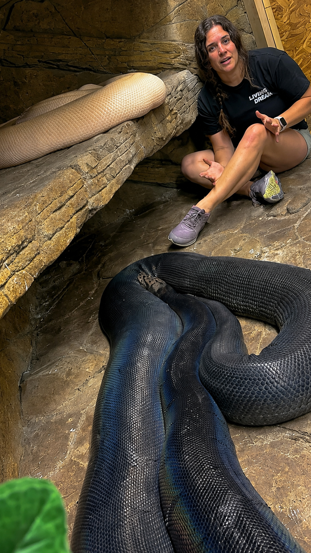 Female reticulated pythons grow larger because their bodies carry eggs