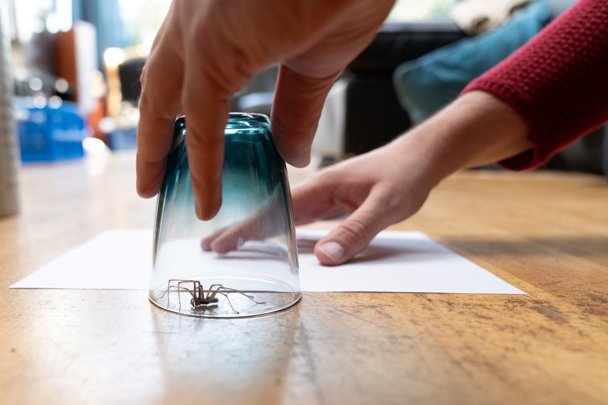 13 bugs that invade your home in fall—and how to get rid of them