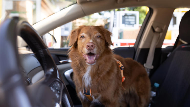 Labrador retriever can't stop jumping for joy after hearing the word 'ride'