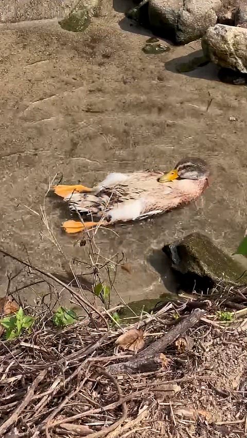 Cute duck makes ripples while floating in pond