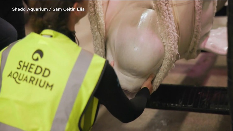 3 beluga whales rescued from Marineland Canada arrive at SeaWorld San Diego