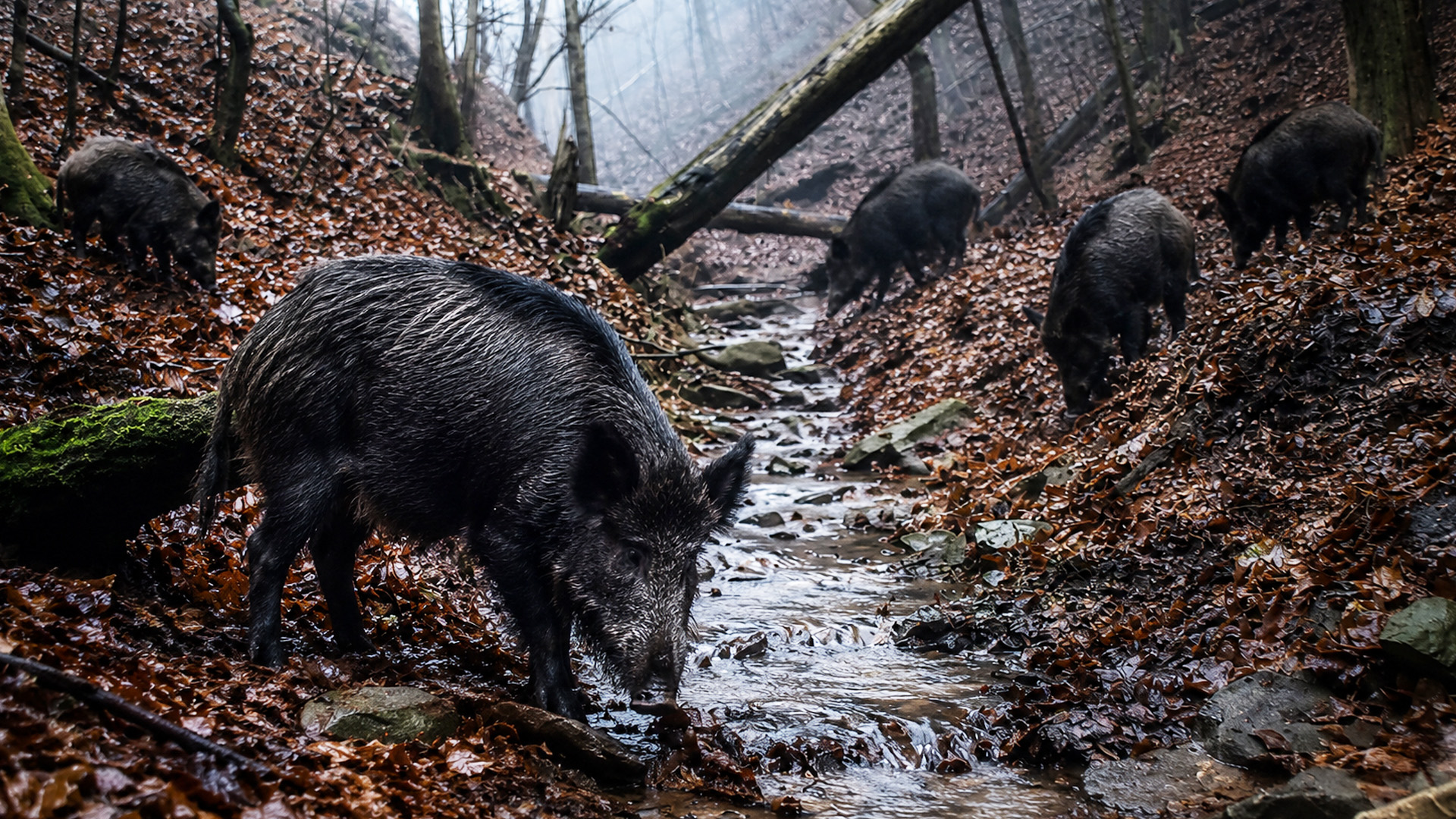 Wild boar herd follows a forest stream on camera trap