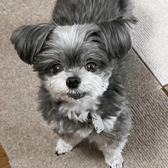 犬がトイレやお風呂についてくるのはなぜ？　考えられる理由と注意が必要なケースを獣医師が解説