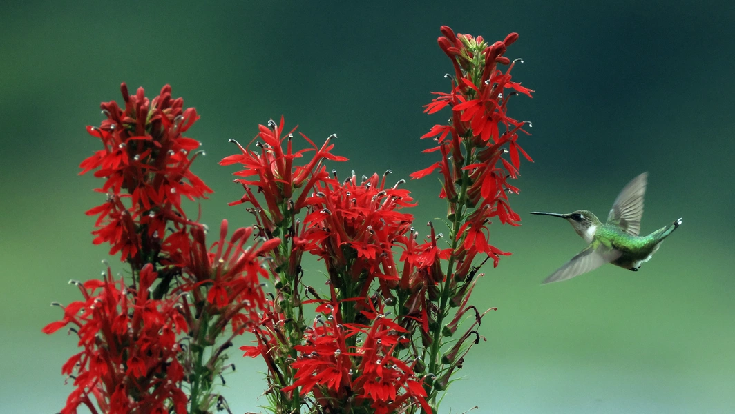 red-flowers-evolve-uv-trait-to-attract-birds-deter-bees