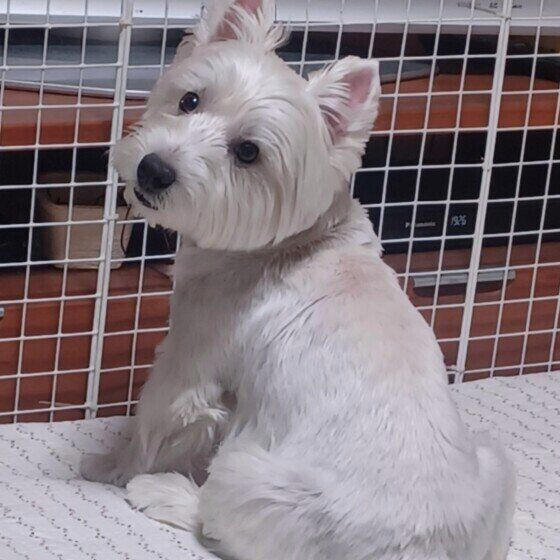 犬がトイレやお風呂についてくるのはなぜ？ 考えられる理由と注意が必要なケースを獣医師が解説